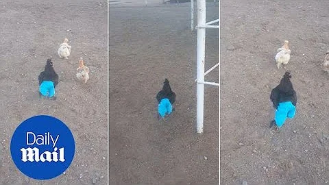 Hilarious video shows chicken running around weari...
