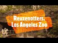 Zoo inside - Reuzenotters, Los Angeles Zoo.