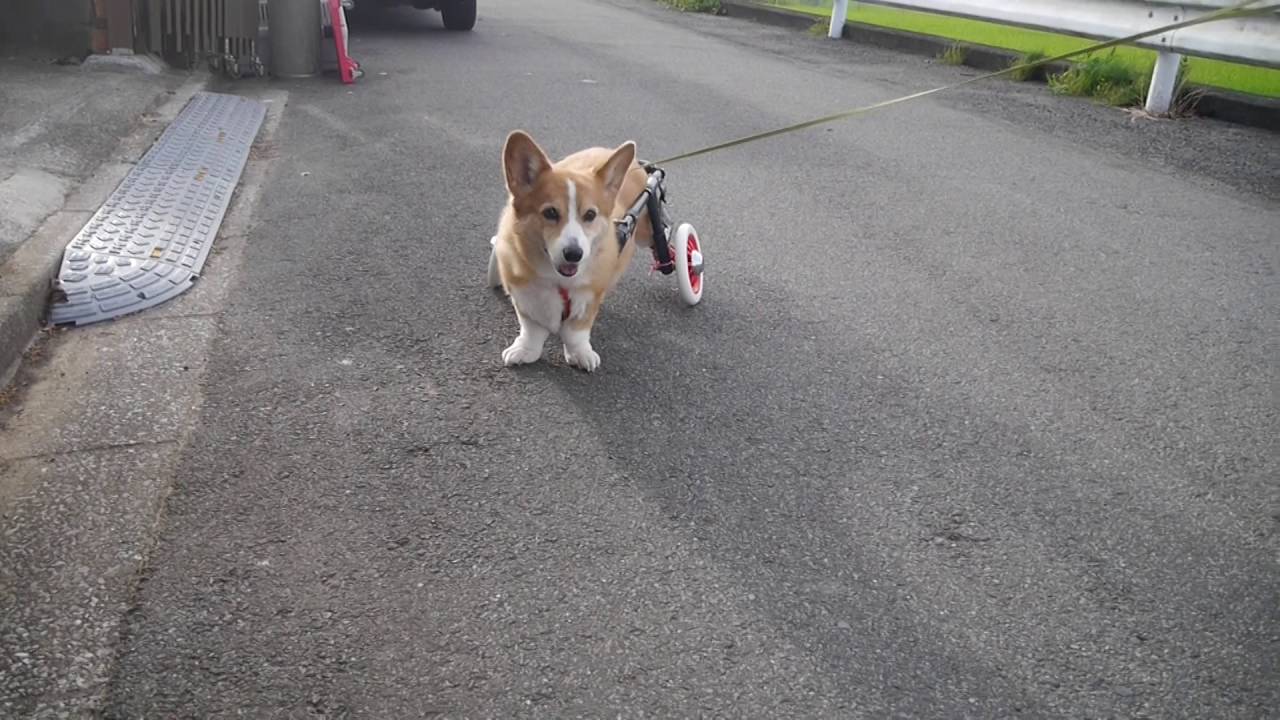 942 コーギー 蘭ちゃん ｌ2輪車 犬の車椅子のわんうぉーく