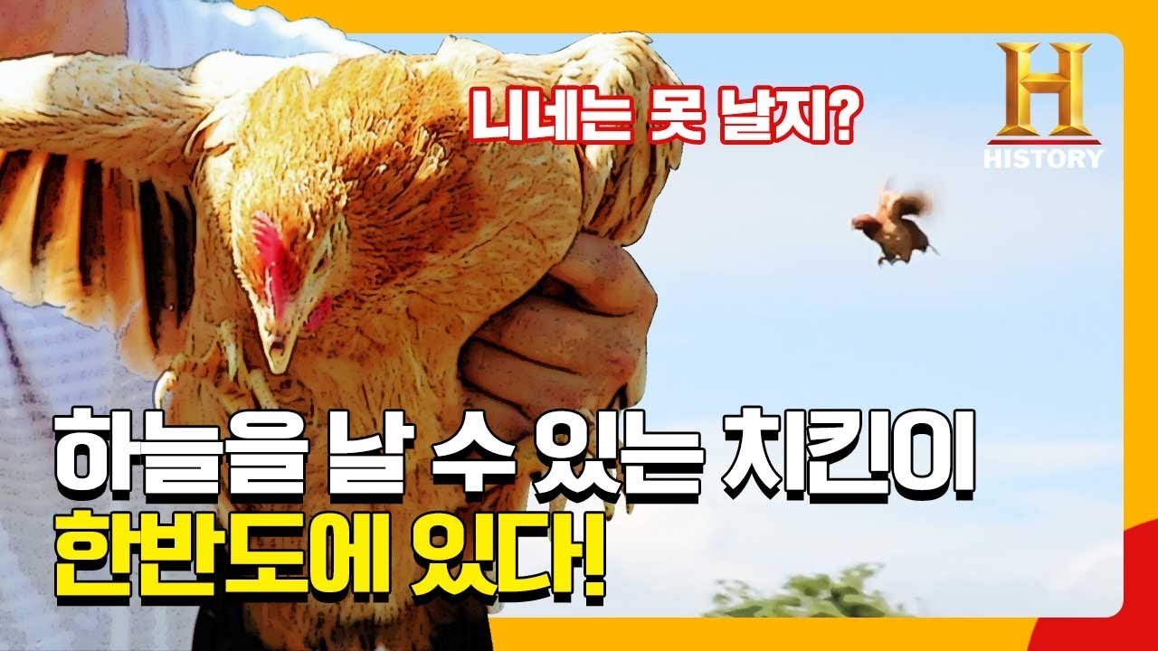 닭이 하늘을 나는 게 가능하다고?!  [위대한 계발자]
