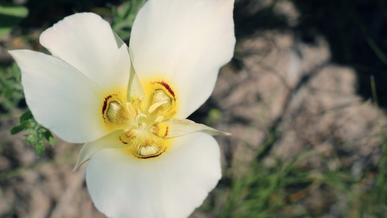 Canon Rebel T4i (650D) Cinematic Style Video (24fps with 18-135mm STM lens) Filmed in South Dakota