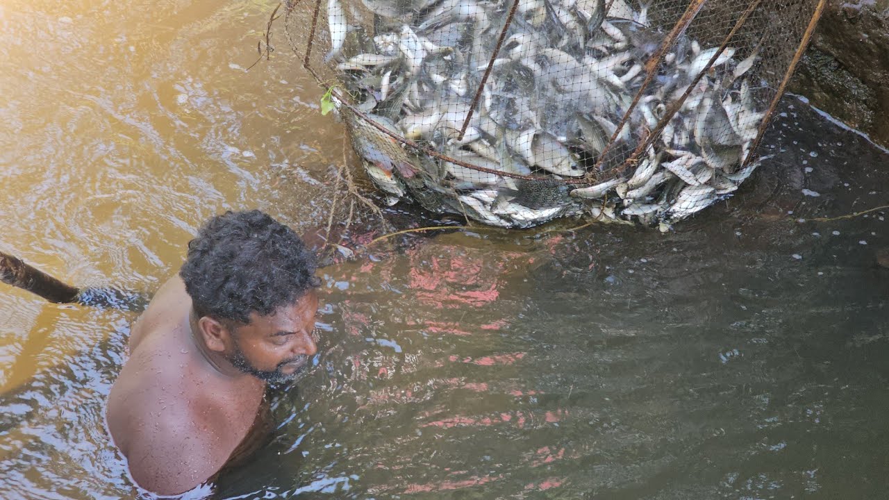 ചെന്നിത്തലയിൽ കൂട്ടുകാരൻ ചേട്ടനുമായി കൂടുപൊക്കാൻ പോയപ്പോൾ|അമ്പോ ഞെട്ടിപ്പോയി ഞാനും 