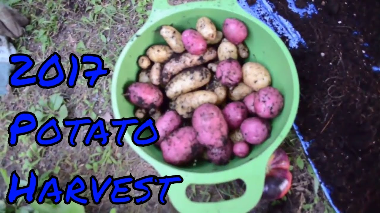 Final Potato Harvests: Garden 2017