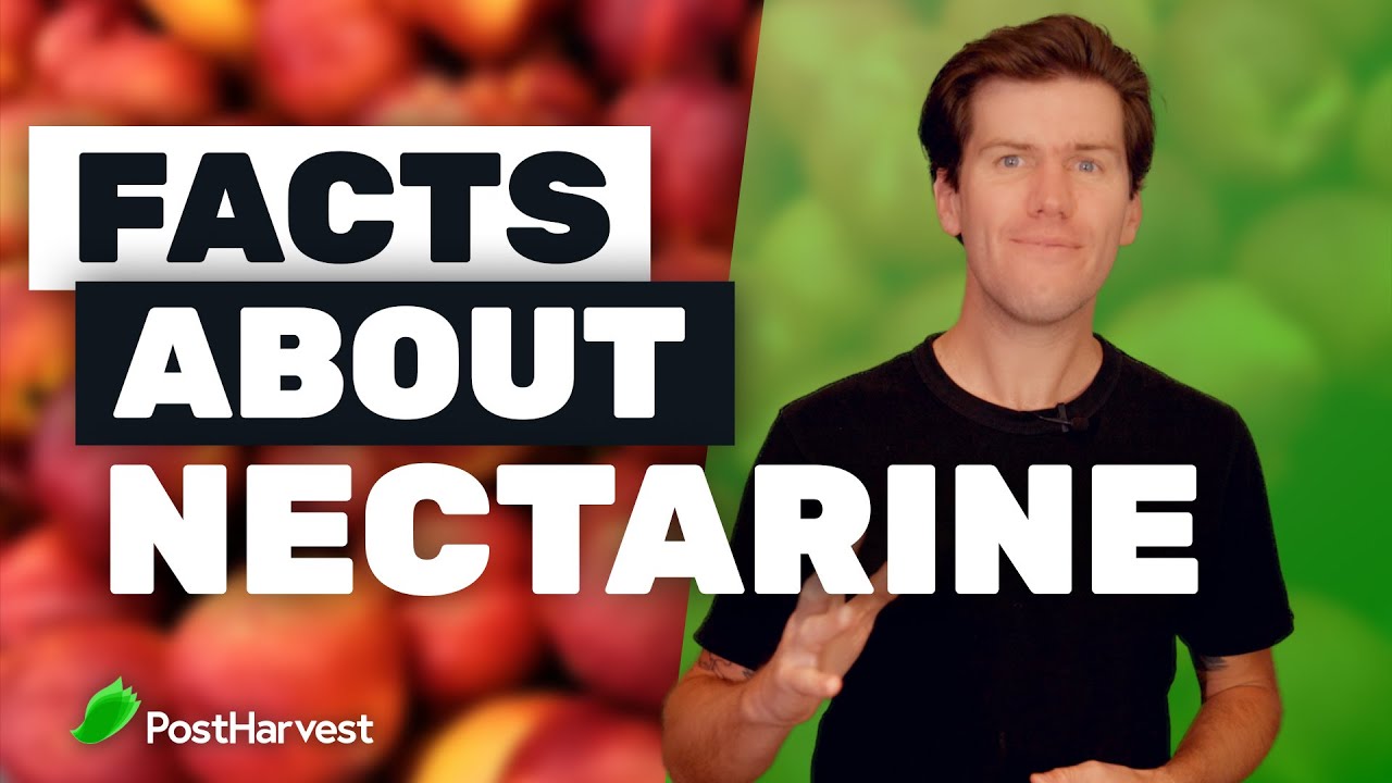 12 Facts About Nectarines 