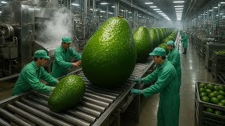 Inside a Modern Factory That Turns Fresh Avocados Into Frozen Perfection (Full Process)