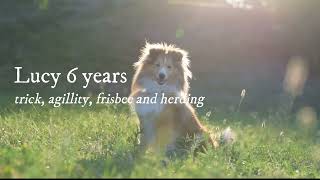 Sheltie Lucy 6 years ~ trick, agillity, frisbee & herding