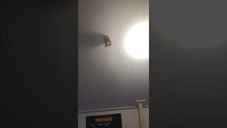 SMASH monkey