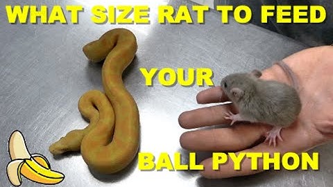 Feeding Ball Python, What Size Rat Do I Feed My Baby Ball Python?