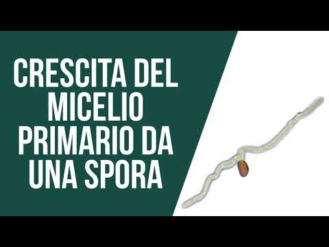 Crescita del micelio