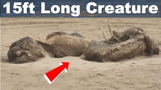 Unidentified 15-foot creature with flippers & fur washes up on UK beach!!