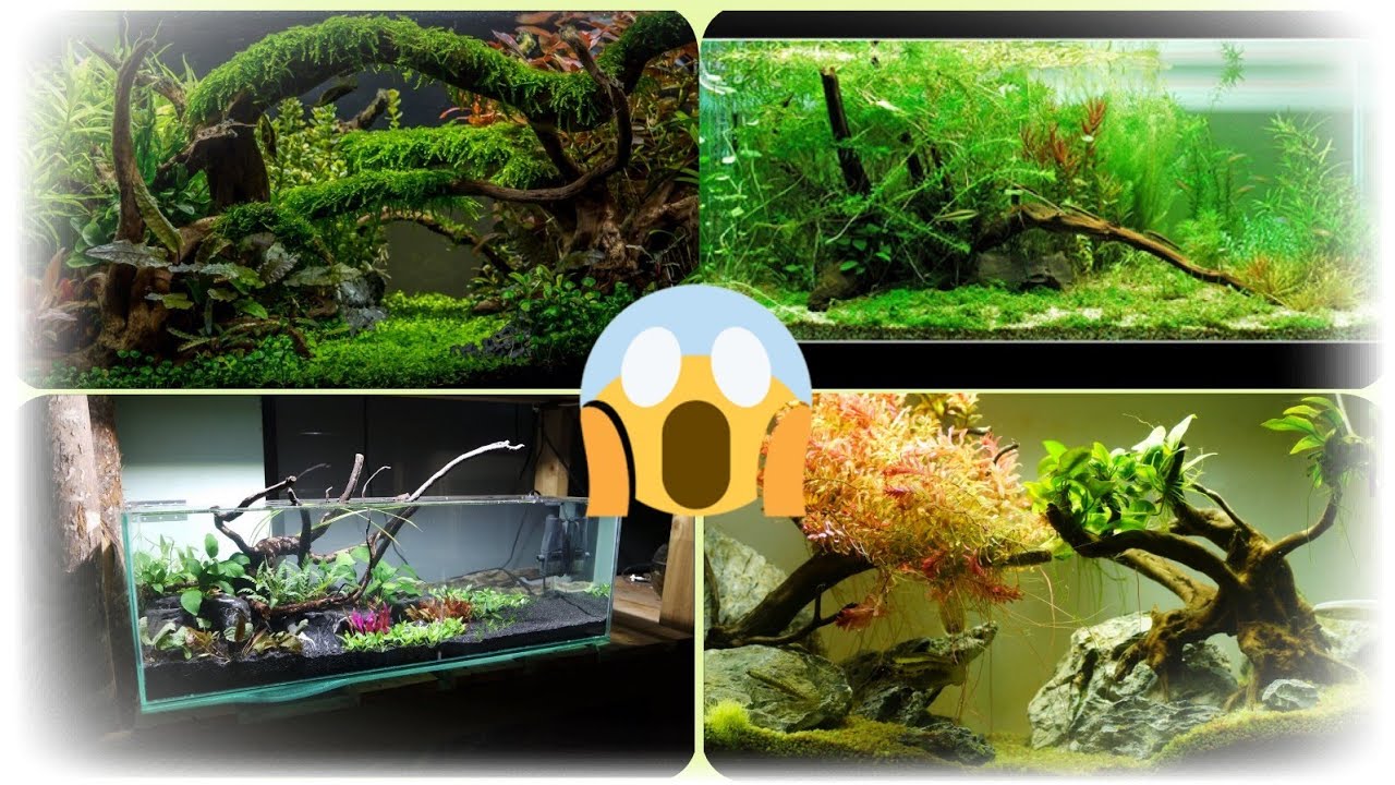 ¿QUE TRONCOS, MADERAS Y RAICES PUEDO METER A MI ACUARIO?