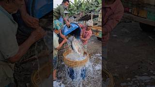 #reels #viral #fishmarket