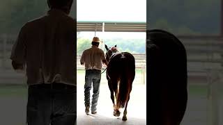 Triple E Ranch | 34.5 Acre Equestrian Estate | 2192 Teague Store Rd. Somerville, TN