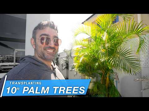 How to Dig out and Move Large 10ft Palm Trees by Hand 💪 | Garden Transformation 🌴