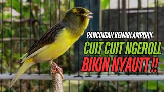 SUARA Kenari GACOR PANJANG Pancingan \u0026 masteran Kenari Paud AGAR gacor AMPUH Kenari MACET bunyii