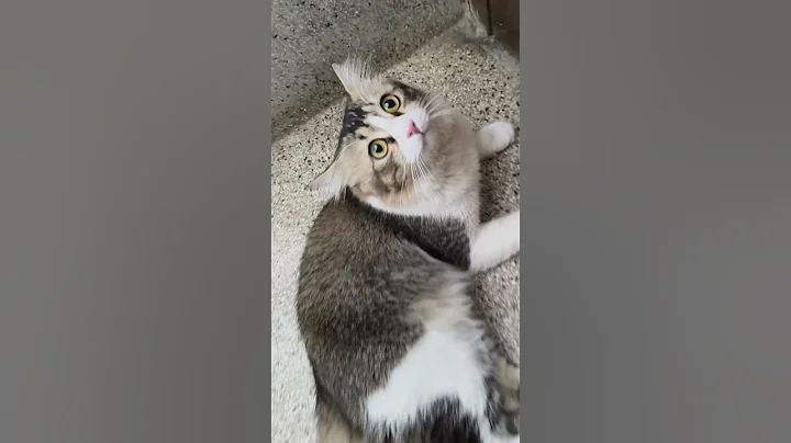 Video 11732481: beautiful persian cat