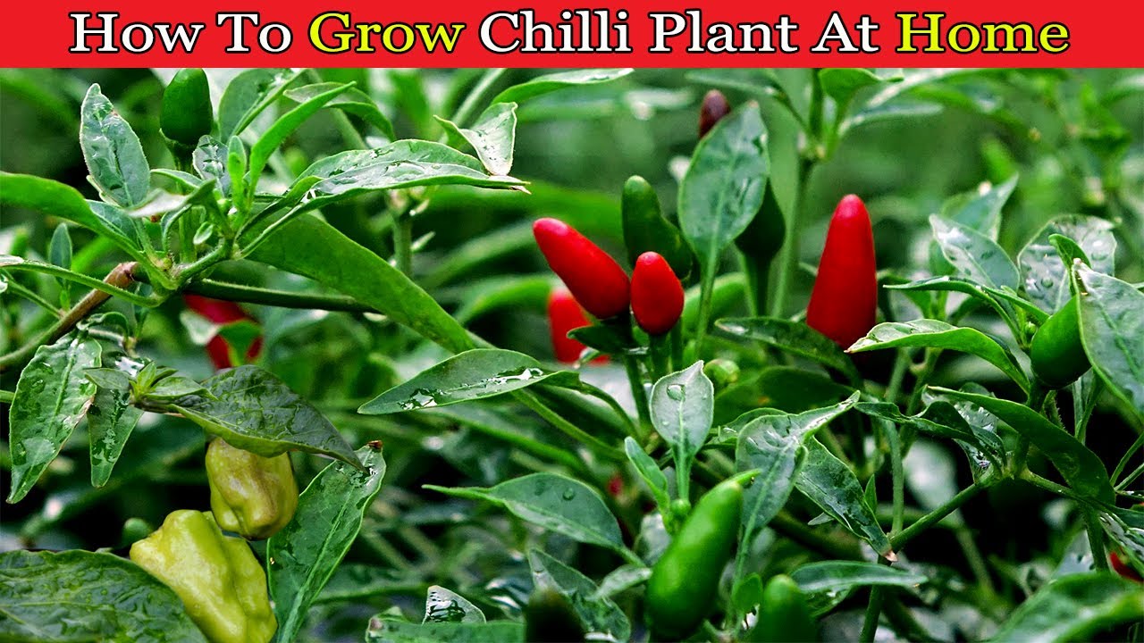 How To Grow Chilies Plant At Home Green Chili Plant YouTube