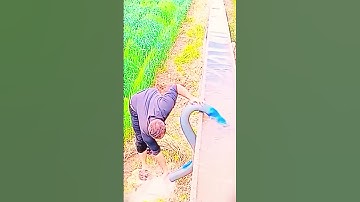 Ide cerdas petani memakai alat sederhana untuk membanjiri sawahnya dengan saluran irigasi #shorts