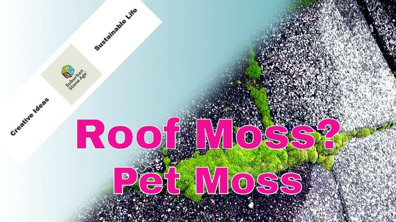 Roof Moss? Pet Moss! Video YouTube