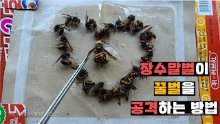 장수말벌이 꿀벌을 학살하는 방법과 말벌하트
