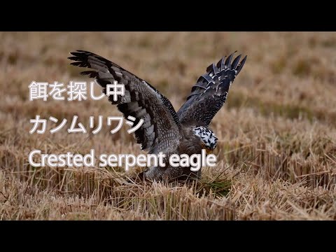 【餌を探し中】カンムリワシ Crested serpent eagle
