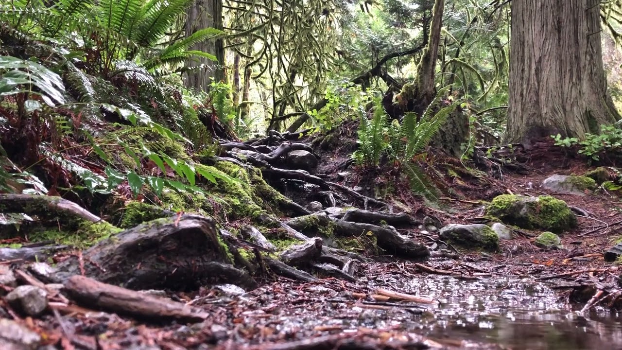 Thetis Lake McKenzie Creek 11