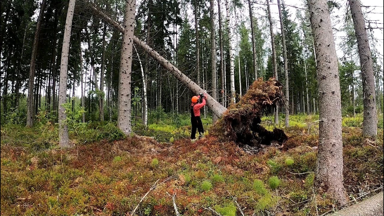 Vaarallisen konkelon kaato osa 1