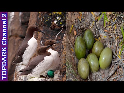 10 Aves que