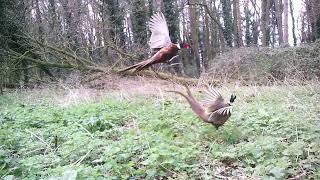 trail cam animal life365 Norfolk uk by trail cam animal life365 208 views 2 months ago 3 minutes