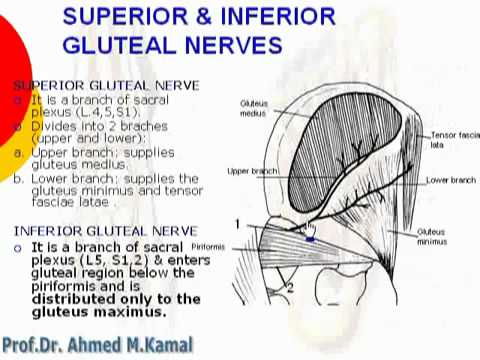 Gluteal Nerve Entrapment