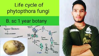 Life cycle of phytopthora fungi