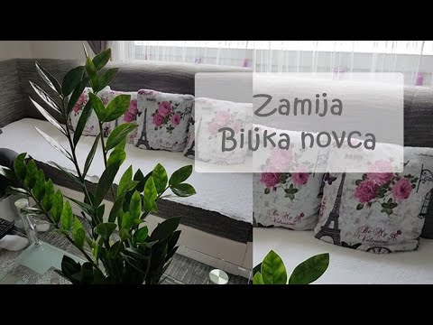 Video: Zamiokulkas (64 Fotografije): Opis 