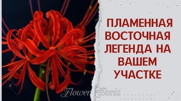Пламенная восточная легенда на вашем участке😮💐