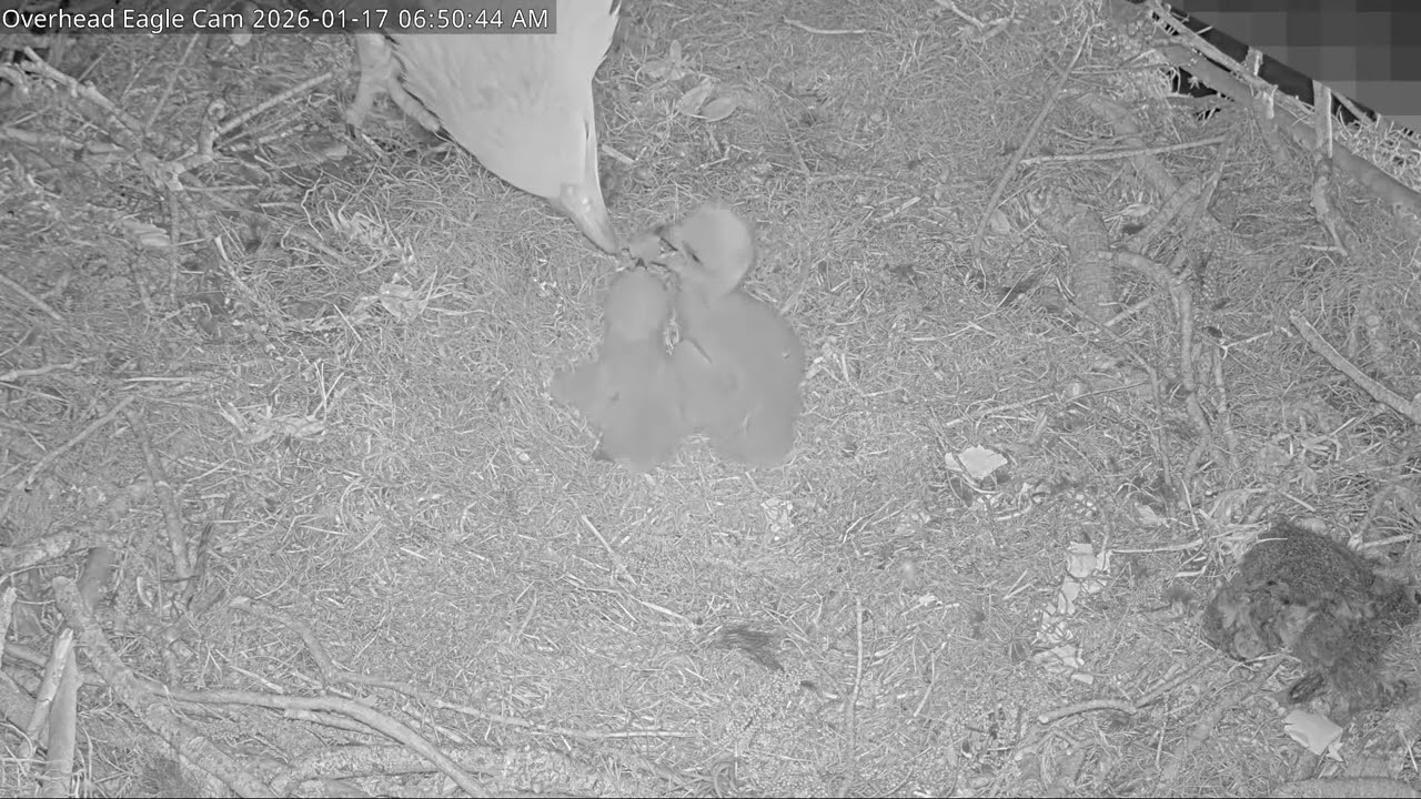 Bald Eagle - Winter Park Eagle Cam 17.01.2026 