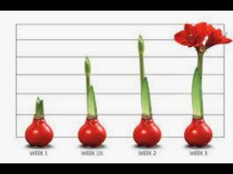Waxed Amaryllis Bulbs,