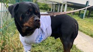 Rottweiler à 3 pattes