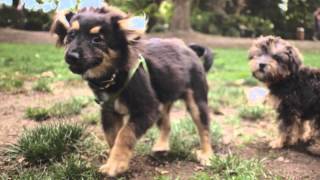 TV Commercial - 2014 Sydney Dog Lovers Show (30 second version)