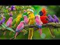 🌙 Relaxing Piano Music with Bird Sounds Healing Nature Ambience for Restful Sleep and Study