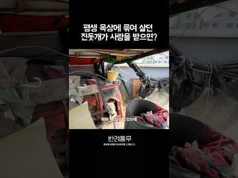 견생 첫 <strong>인형을</strong> 본 방치견 반응은?