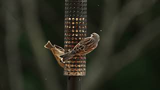 House Sparrows Ravage my Peanuts Sony A1