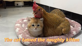 Touching! The mother cat entrusted the kittens to the hen and the father cat to take care of!funny