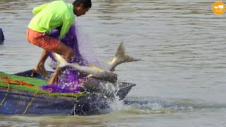 เหมาสระบ่อดังท่าพระ108,000- 18เซียนหว่านแหล่าปลาบึก งานนี้เกือบตกแพ Cast net fishing big.