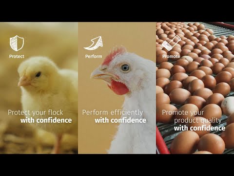 Видео: Самар мужид шувууны аж ахуйг хөгжүүлэх хэтийн төлөв