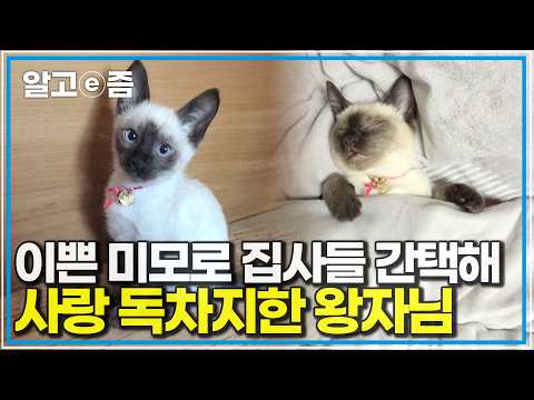귀여운 미모와 애교로 가족들의 사랑을 한몸에 받는 샴고양이의 반전 일상｜고양이를 부탁해｜알고e즘