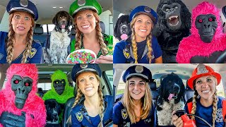 Police and Puppy Surprising Funny Gorilla with Car Ride Chase!