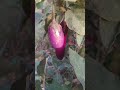 vegetable from kitchen garden #shorts #viral #garden #gardening
