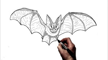 How To Draw A Bat | Step By Step |