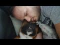 Boxer dog Borys and his owner funny sleeps together. Pies bokser śpi razem ze swoim panem.