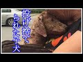 【衝撃】「酷すぎる!!」トラックの荷台から捨てられた子犬。心を無くした子犬が生まれ変わったきっかけとは・・・。【勇気をもらえる話】