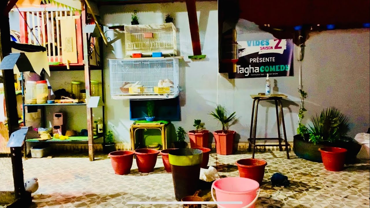 أجي تشوف كيفاش غرست  النخلة و شجيرة 😂 فالسطح و  وكلت الحمام 🤍🕊️✌🏻❤️